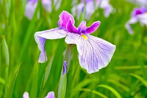 🌳 히가시 공원(오카자키시 히가시 코엔) 이미지 8